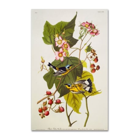 John James Audubon 'Black And Yellow Warbler' Canvas Art,12x19